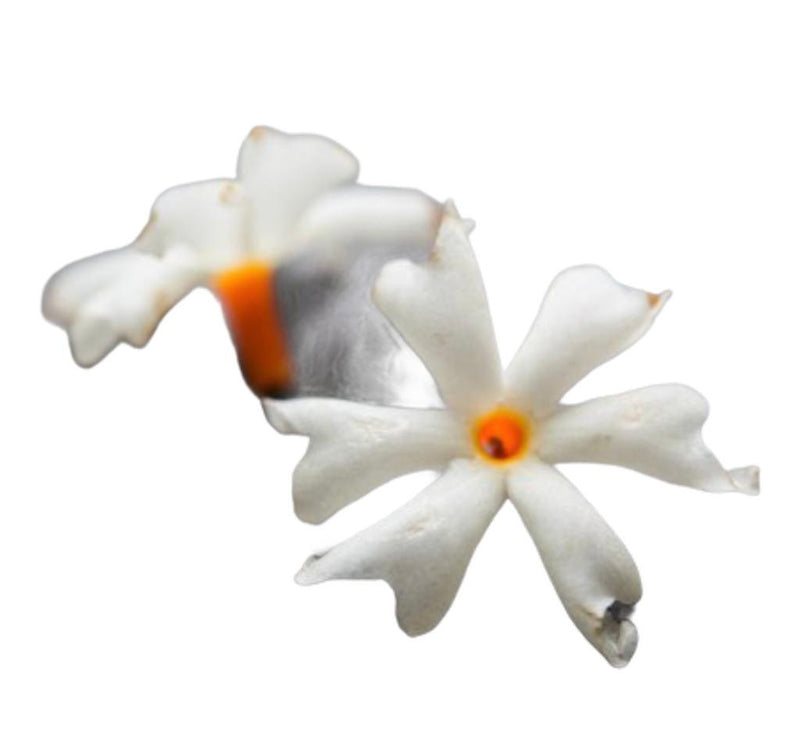 Parijat dry Flower petals 25g